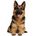 1 Pet