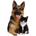 2 Pets
