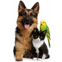 3 Pets
